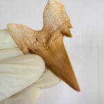 Eocene Shark Tooth: 8 cm Otodus Obliquus | Ancestor to the Megalodon - Image 8