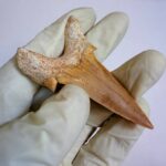 Eocene Shark Tooth: 7 cm Otodus Obliquus | Ancestor to the Megalodon - Image 8
