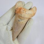 Fossil Shark Tooth - Otodus Obliquus |  3.34 Inches | Excellent Detail - Image 9