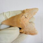 Eocene Shark Tooth: 8 cm Otodus Obliquus | Ancestor to the Megalodon - Image 9