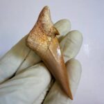 Eocene Shark Tooth: 7 cm Otodus Obliquus | Ancestor to the Megalodon - Image 9