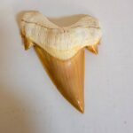 Otodus Obliquus Shark Tooth | High-Quality Complete Specimen - Image 7