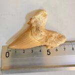 Eocene Shark Tooth: 8 cm Otodus Obliquus | Ancestor to the Megalodon - Image 4