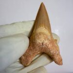 Eocene Shark Tooth: 7 cm Otodus Obliquus | Ancestor to the Megalodon - Image 10