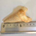Fossil Shark Tooth - Otodus Obliquus |  3.34 Inches | Excellent Detail - Image 2