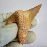 Eocene Shark Tooth: 7 cm Otodus Obliquus | Ancestor to the Megalodon - Image 11