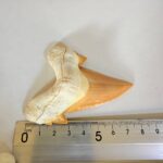 Otodus Obliquus Shark Tooth | High-Quality Complete Specimen - Image 9