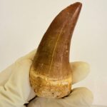 Mosasaurus Hoffmanni Tooth | Giant Cretaceous Fossil Collection | FossilPaleo - Image 10