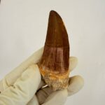 Mosasaurus Hoffmanni Tooth | Giant Cretaceous Fossil Collection | FossilPaleo - Image 2