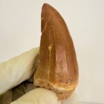Mosasaurus Hoffmanni Tooth | Giant Cretaceous Fossil Collection | FossilPaleo - Image 9