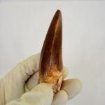Mosasaurus Hoffmanni Tooth | Giant Cretaceous Fossil Collection | FossilPaleo - Image 3