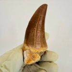 Mosasaurus Hoffmanni Tooth | Giant Cretaceous Fossil Collection | FossilPaleo - Image 4