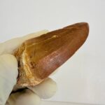 Mosasaurus Hoffmanni Tooth | Giant Cretaceous Fossil Collection | FossilPaleo - Image 8