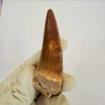 Mosasaurus Hoffmanni Tooth | Giant Cretaceous Fossil Collection | FossilPaleo - Image 5