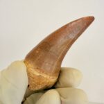 Mosasaurus Hoffmanni Tooth | Giant Cretaceous Fossil Collection | FossilPaleo - Image 7