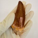 Mosasaurus Hoffmanni Tooth | Giant Cretaceous Fossil Collection | FossilPaleo - Image 6