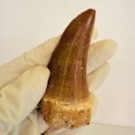 Mosasaurus Hoffmanni Tooth | Giant Cretaceous Fossil Collection | FossilPaleo - Image 6