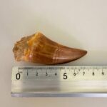 Mosasaurus Hoffmanni Tooth | Giant Cretaceous Fossil Collection | FossilPaleo - Image 7