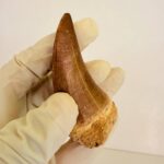 Mosasaurus Hoffmanni Tooth | Giant Cretaceous Fossil Collection | FossilPaleo - Image 5