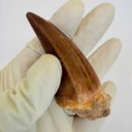 Mosasaurus Hoffmanni Tooth | Giant Cretaceous Fossil Collection | FossilPaleo - Image 8