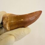 Mosasaurus Hoffmanni Tooth | Giant Cretaceous Fossil Collection | FossilPaleo - Image 4