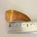 Mosasaurus Hoffmanni Tooth | Giant Cretaceous Fossil Collection | FossilPaleo - Image 3