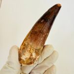 Buy Authentic Spinosaurus Tooth | 100 Million Year Old Fossil - Image 4