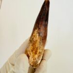 Buy Authentic Spinosaurus Tooth | 100 Million Year Old Fossil - Image 5