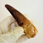 Buy Authentic Spinosaurus Tooth | 100 Million Year Old Fossil - Image 2