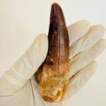 Buy Authentic Spinosaurus Tooth | 100 Million Year Old Fossil