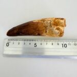 Buy Authentic Spinosaurus Tooth | 100 Million Year Old Fossil - Image 8