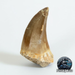 Mosasaur Tooth Real Fossil Authentic Dinosaur Tooth Gift | FossilPaleo