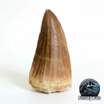 Mosasaur Tooth Dinosaur Fossil Authentic Cretaceous Specimen | FossilPaleo