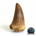 Mosasaur Tooth Dinosaur Fossil Authentic Cretaceous Specimen | FossilPaleo
