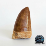 Mosasaur Tooth Dinosaur Fossil Authentic Cretaceous Specimen | FossilPaleo