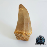Mosasaur Hoffmanni Tooth Dinosaur Fossil Authentic Specimen | FossilPaleo