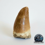 Mosasaur Hoffmanni Tooth Dinosaur Fossil Authentic Specimen | FossilPaleo
