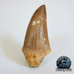 Authentic Dinosaur Tooth Mosasaur Fossil Cretaceous  | FossilPaleo