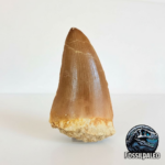 Rare Mosasaur Tooth Species Specific Hoffmanni Fossil  | FossilPaleo