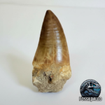 Mosasaurus Tylosaur Tooth | Giant Cretaceous Fossil Collection | FossilPaleo
