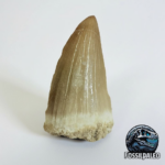Rare Mosasaur Tooth Species Specific Beaugei Fossil | FossilPaleo