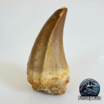Rare Mosasaur Tooth Species Specific Beaugei Fossil | FossilPaleo
