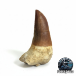 Rare Mosasaur Tooth Species Specific Tylosaurus Fossil | FossilPaleo