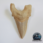Complete Fossil Shark Tooth - Otodus Obliquus |  3.54 Inches | Excellent Detail