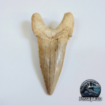 Fossil Shark Tooth - Otodus Obliquus |  3.34 Inches | Excellent Detail