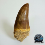 Rare Mosasaur Tooth Species Specific Tylosaurus Fossil | FossilPaleo