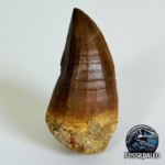 Rare Mosasaur Tooth Species Specific Tylosaurus Fossil | FossilPaleo