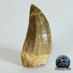 Rare Mosasaur Tooth Species Specific Tylosaurus Fossil | FossilPaleo