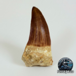 Rare Mosasaur Tooth Species Specific Tylosaurus Fossil | FossilPaleo