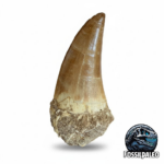 Mosasaur Tooth Large Fossil Display Collectors Item | FossilPaleo